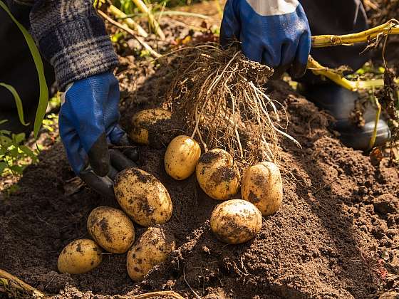 Úroda brambor je připravena ke sklizení ve chvíli, kdy nať již zasychá, nebo odumřela a hlízy již nedrží na kořenových stolonech (Zdroj: Depositphotos (cz.depositphotos.com))