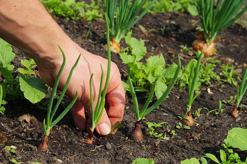 Pravidelné pletí je účinnou prevencí proti plevelům