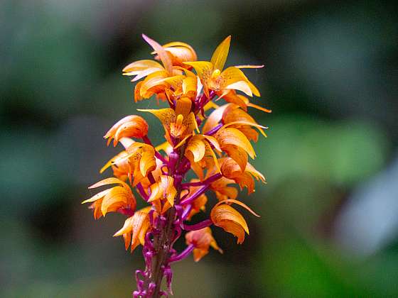 Nezelené heterotrofní orchideje jsou mykotrofní (orchideje závislé na mykorhizní houbě) 