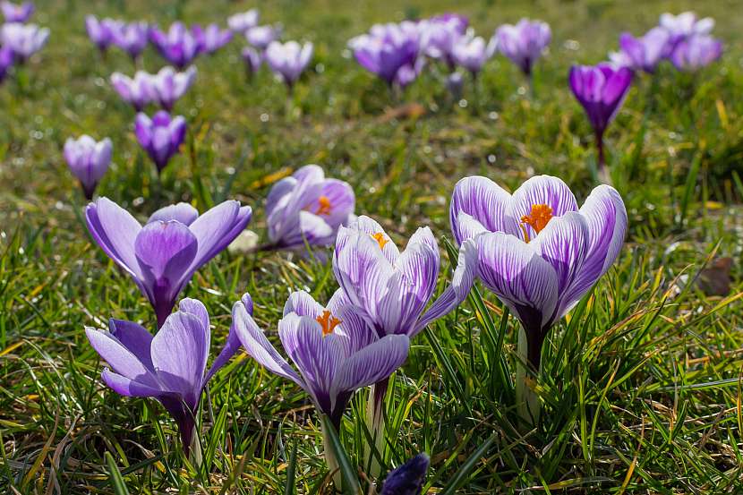 Oranžové blizny se sbírají jako koření