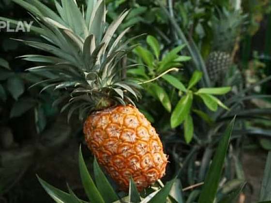 Jak pěstovat kiwi a ananas v našich podmínkách