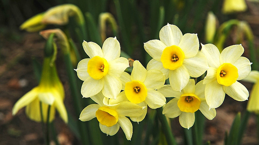 Narcisy jsou veselé květiny