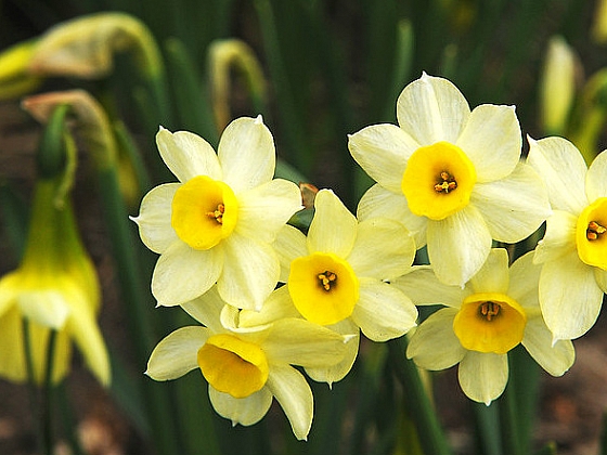 Narcisy jsou veselé květiny