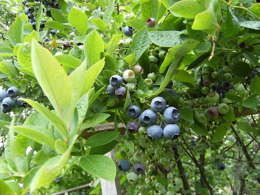 Kanadské borůvky jsou zdrojem vitaminů a patří mezi oblíbené ovoce (Zdroj: Jaromír Malich)