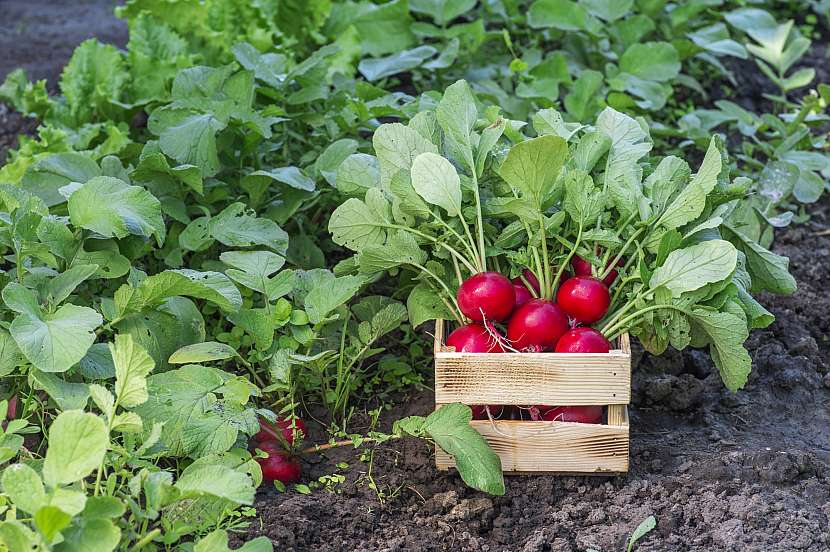 Dostatek úrody si zajistíte pěstováním nenáročných druhů zeleniny