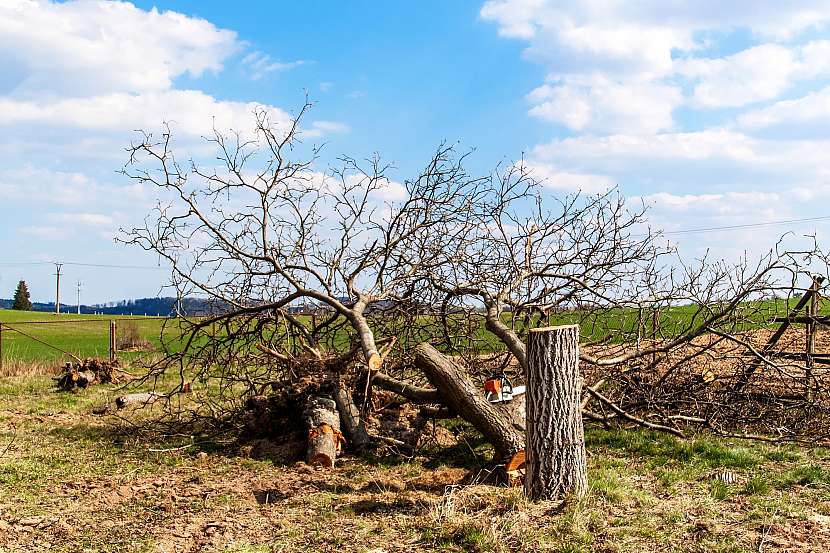 Kácení stromů vypadá někdy jednoduše, ale v praxi je to nebezpečná a namáhavá činnost (Zdroj: Depositphotos (https://cz.depositphotos.com))