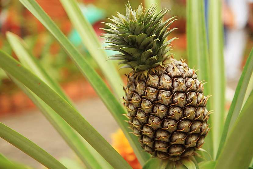 Vypěstujte si ananas doma, není to zas až tak složité, jak to vypadá (Zdroj: Depositphotos (https://cz.depositphotos.com))