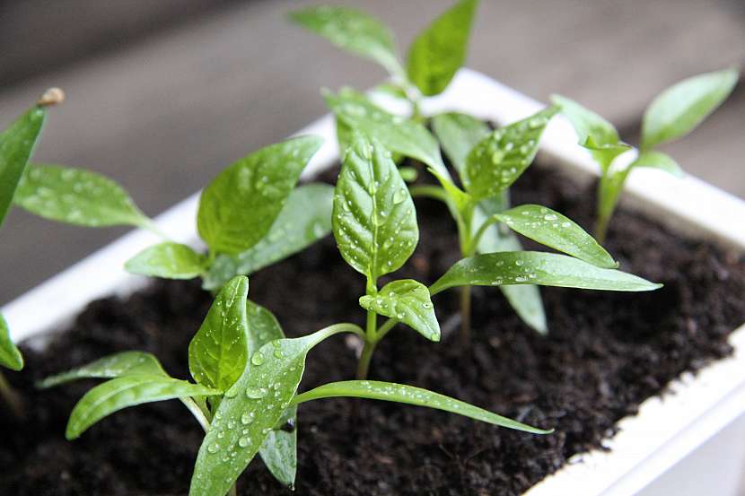 Jarní hnojení pomůže rostlinám ve správném vývoji a růstu (Zdroj: Weiki)