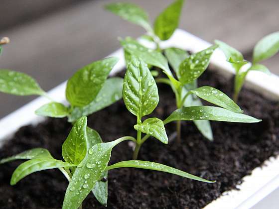 Jarní hnojení pomůže rostlinám ve správném vývoji a růstu (Zdroj: Weiki)