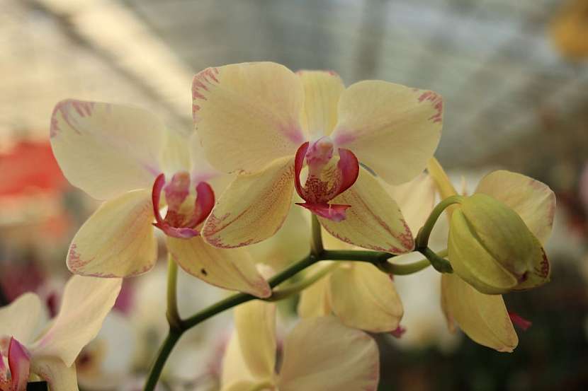 Pěstování tohoto druhu tropické orchideje je velmi snadné, a když se naučíte, jak o ni pečovat, odvděčí se vám bohatým květenstvím.