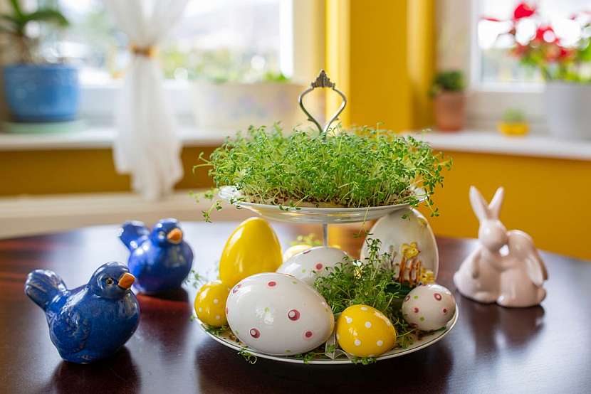 Nezapomeňte zasít velikonoční osení. Jak to udělat, aby bylo opravdu husté a nelehlo těsně před svátky?