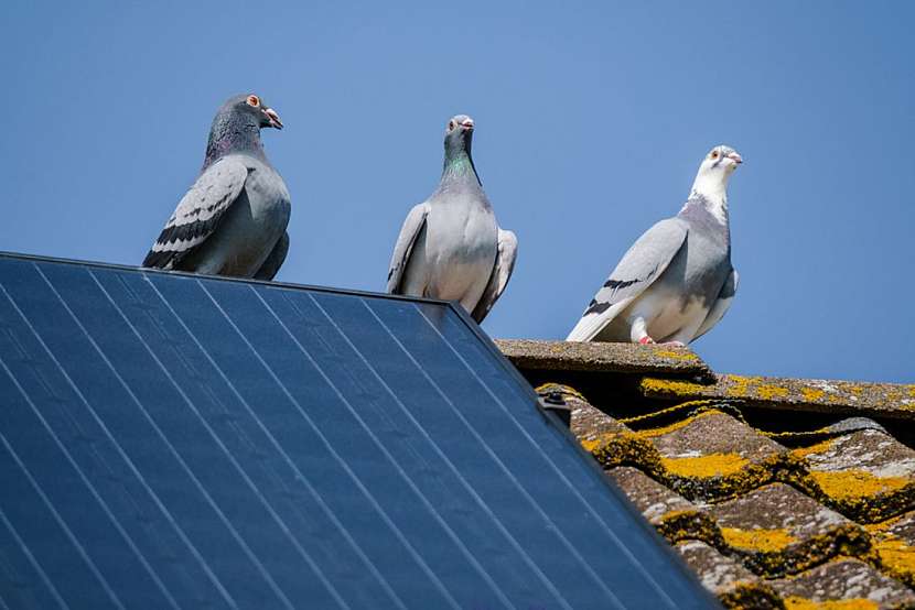 Jak chránit solární panely před holubím trusem?