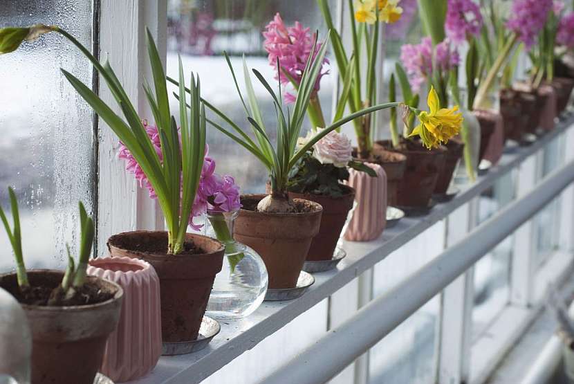 Sundejte rostliny z okenních parapetů.