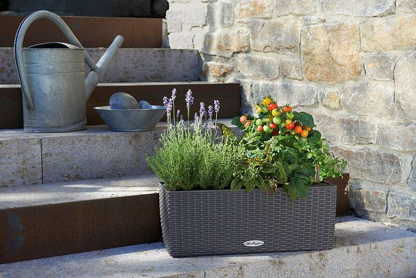 Na balkoně vypěstujete ovoce, zeleninu i bylinky. Kterým se tam bude dařit nejlépe?