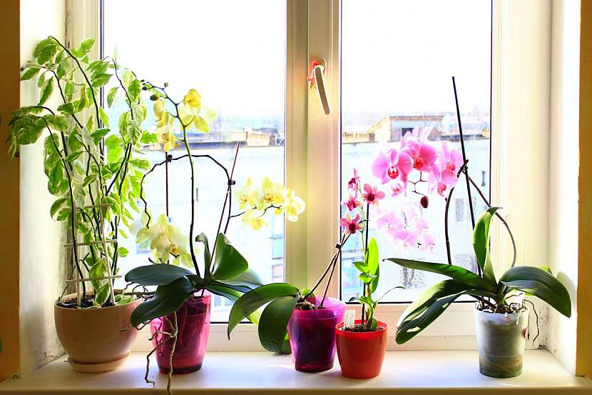 Phalaenopsis potřebuje hlavně hodně světla, nikoli však přímé slunce.