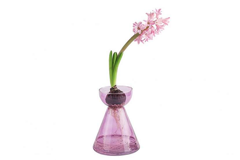 Speciálně tvarovaná váza se skvěle hodí na cibuloviny, které v ní můžete pěstovat i poté, co naklíčí a rozkvetou.