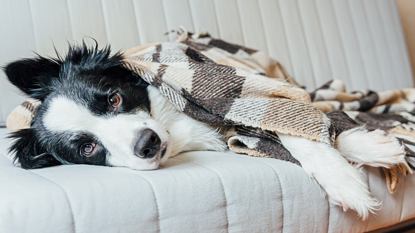 Nachlazení a chřipka se nevyhýbá ani psům. Jak je léčit?