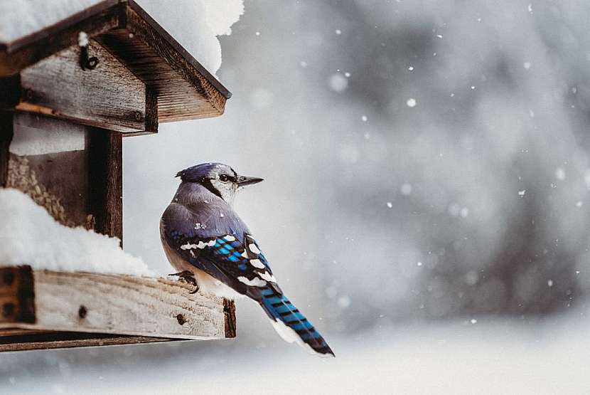 Co ptáčkům v zimě nejvíce prospívá? Přirozená strava, kterou jim přichystáte na zahradě