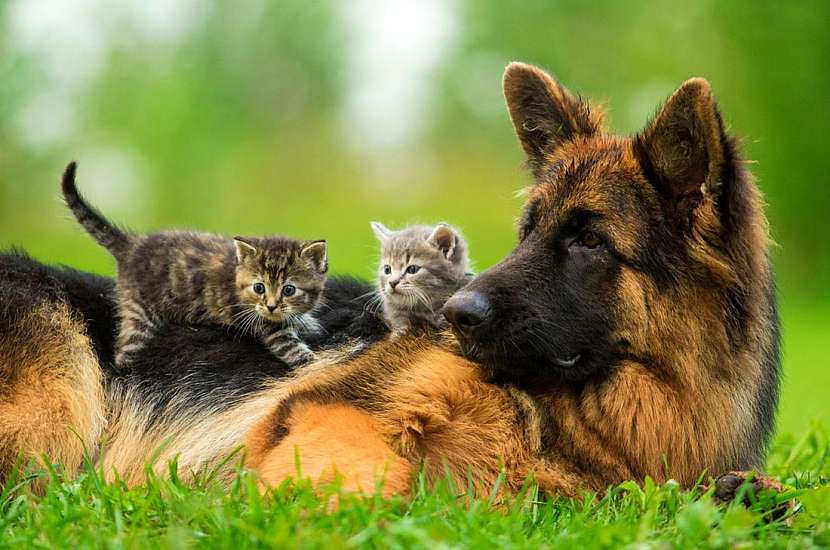 Pes a kočka mohou být přáteli. Jak na to?