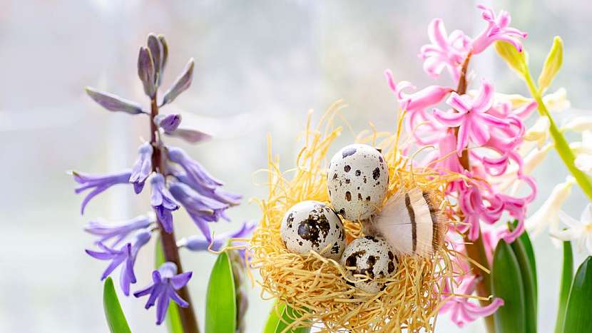 Největší parádu o Velikonocích udělají jarní pestrobarevné květiny.