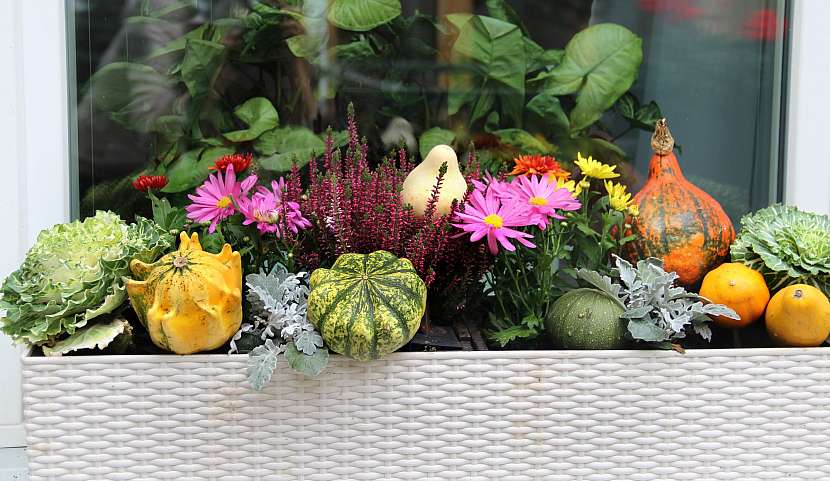 Květiny do truhlíků vytvoří krásný podzim za oknem
