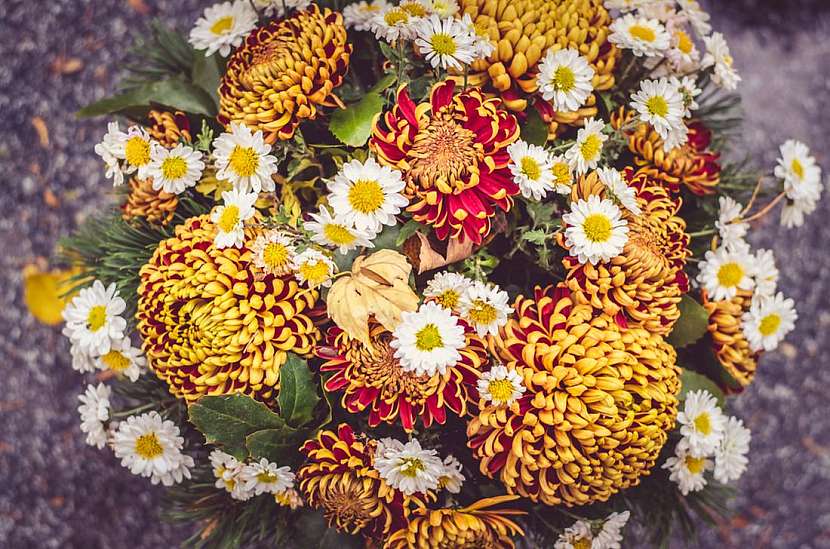 Oblíbenou květinou smutečních dekorací jsou chryzantémy.