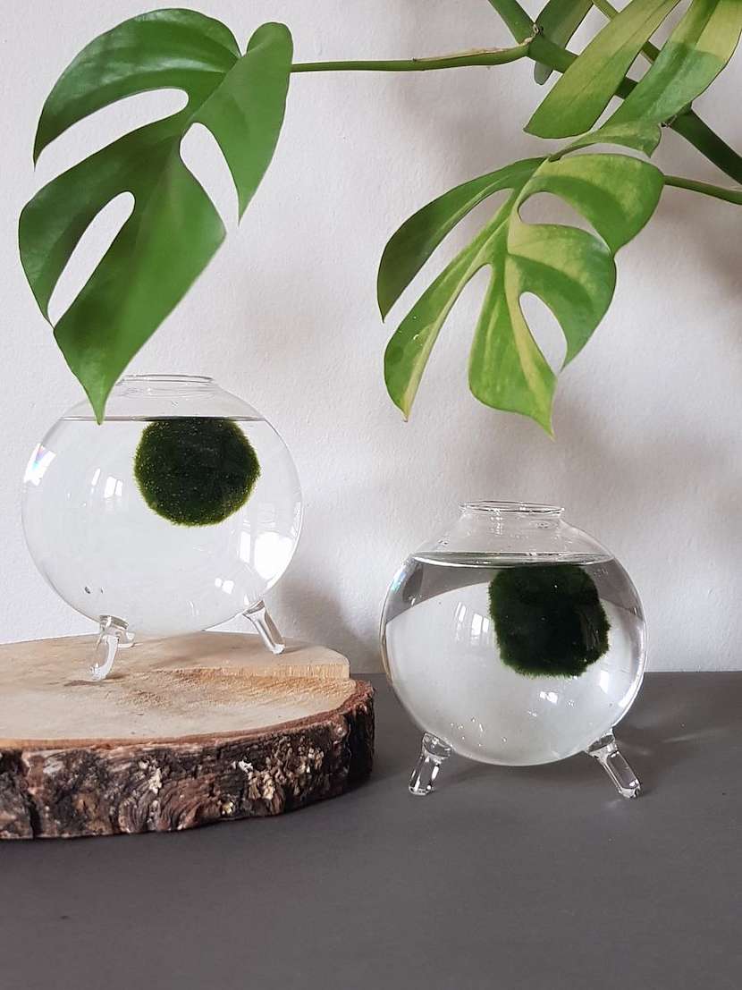 Rostliny pěstované ve skle – šperk každého interiéru