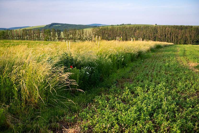 Soukromý zemědělec Martin Smetana na svých pozemcích hospodaří tak, aby pomohl obnovit rovnováhu v krajině, zkvalitnil půdu a poskytl místo k životu zvířatům a hmyzu.