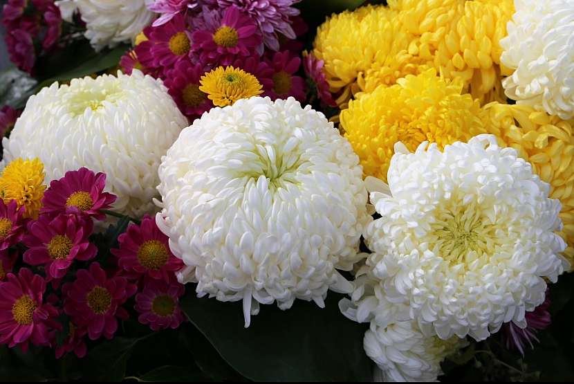 Oblíbenou květinou jsou chryzantémy.
