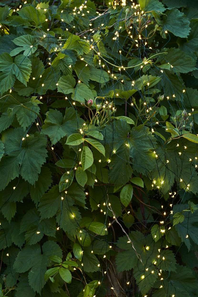 Jemná světýlka se aranžují přímo na venkovní rostliny.