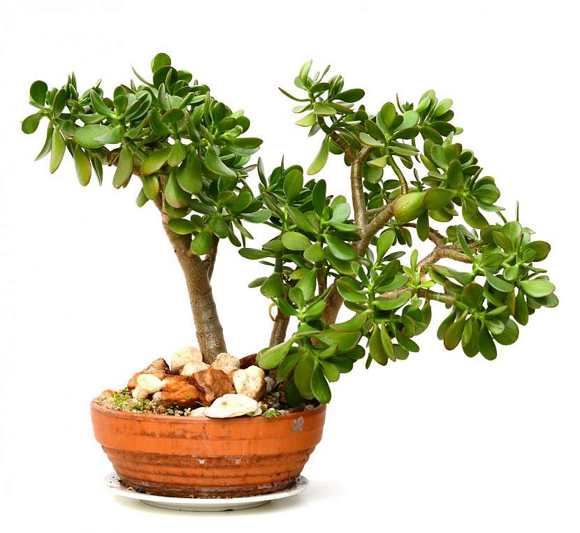 Tlustici lze tvarovat jako bonsaj.