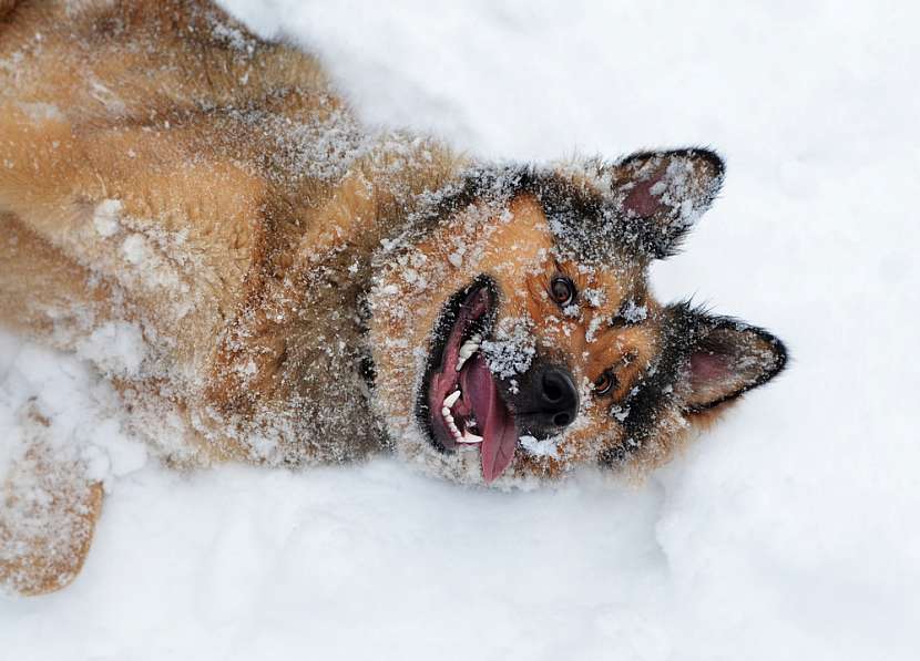 Psi sníh milují. Tady jsou důkazy!.