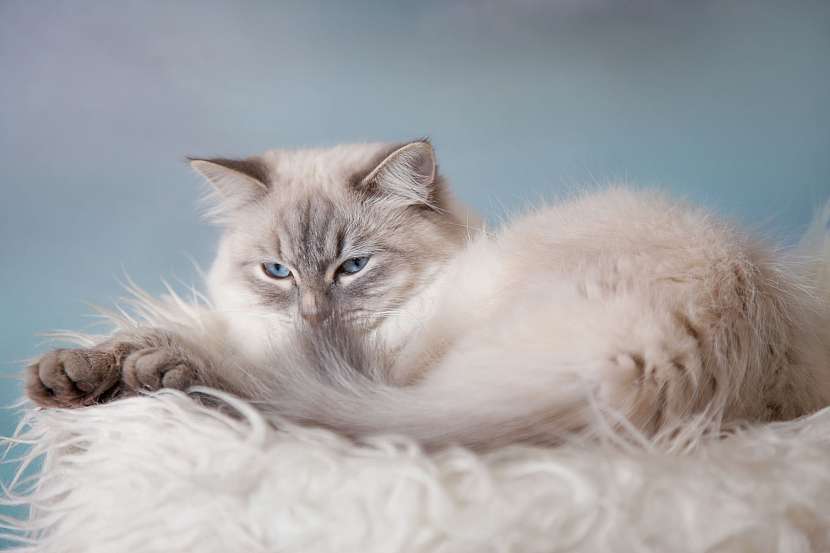 Něvská maškaráda je nádherná kočka podobná kočce sibiřské