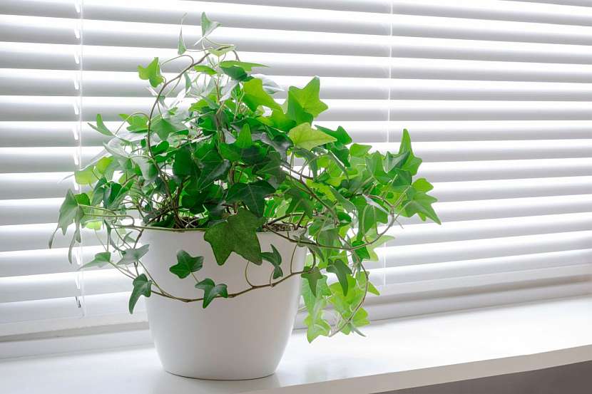 Rostliny u vás doma. Upozorní na škodlivé látky, zvýší vlhkost, odfiltrují toxiny a alergeny