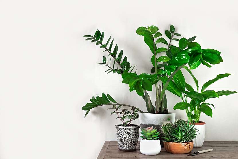 Pokojové rostliny moderním interiérům sluší