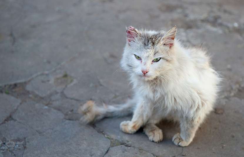 Největší hloupost o kočkách, která koluje po českých vesnicích, stojí ročně životy tisíce koťátek