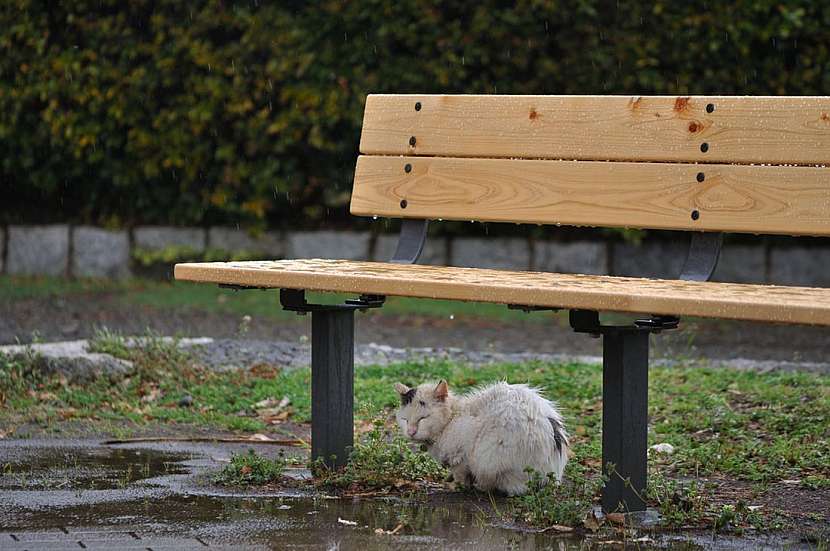 Největší hloupost o kočkách, která koluje po českých vesnicích, stojí ročně životy tisíce koťátek