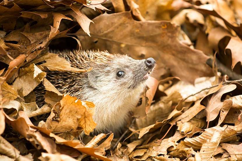 Za hromadu větví a listí vám budou na podzim vděční hlavně ježkové.