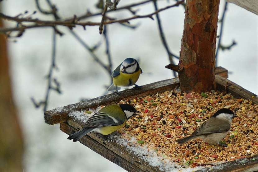 Co ptáčkům v zimě nejvíce prospívá? Přirozená strava, kterou jim přichystáte na zahradě