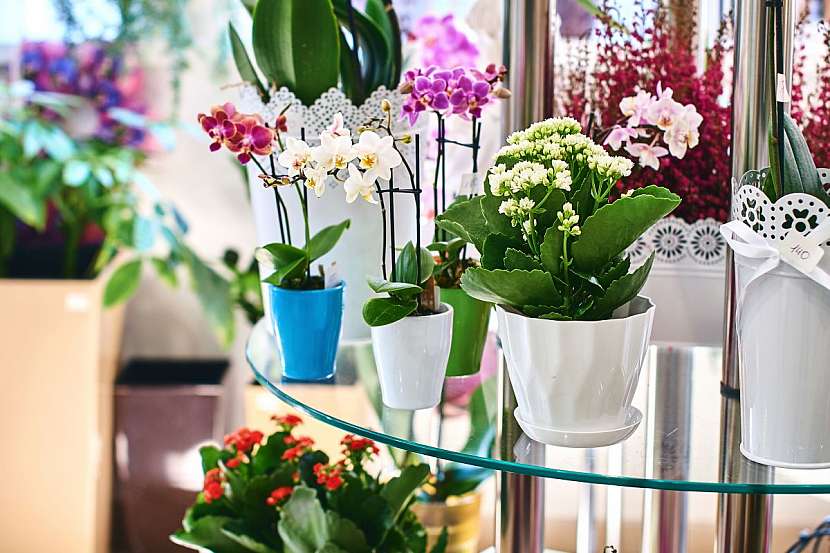 Phalaenopsis dostanete v různých barvách, můžete jí barevně doladit pokoj.