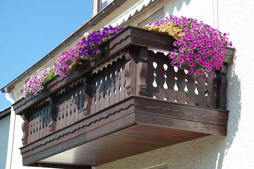 Letničky zdobí balkon po celé léto.