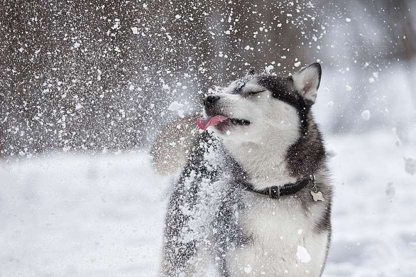 Psi sníh milují. Tady jsou důkazy!.