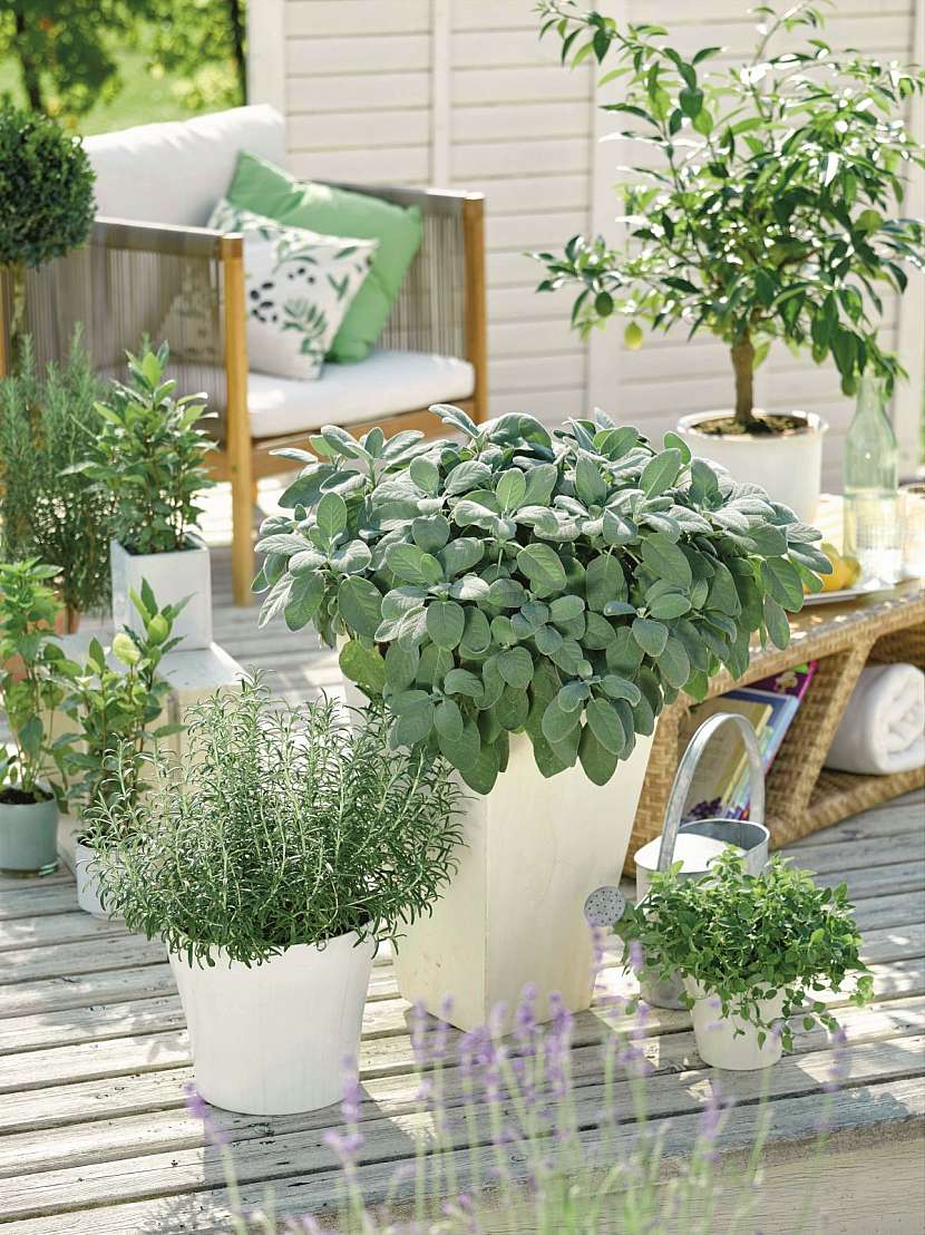 Balkon jako rozkvetlá i užitková zahrada