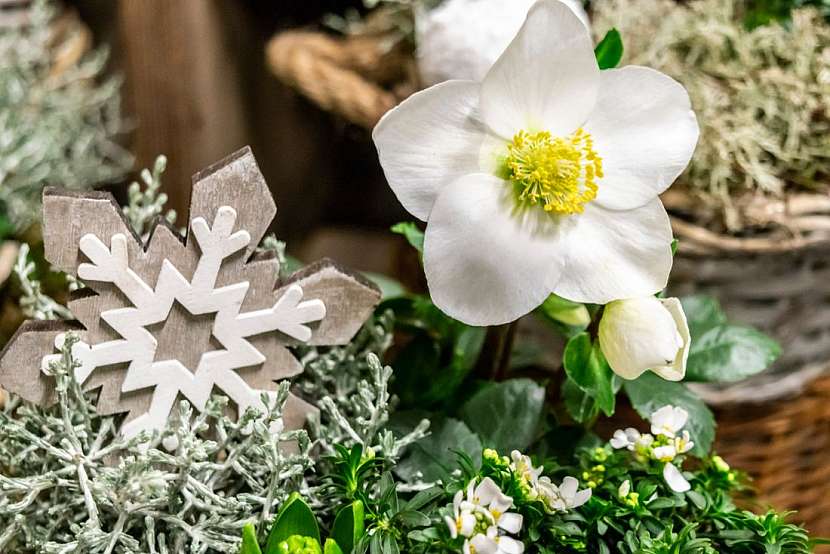 Bíle kvetoucí královna zimní zahrady