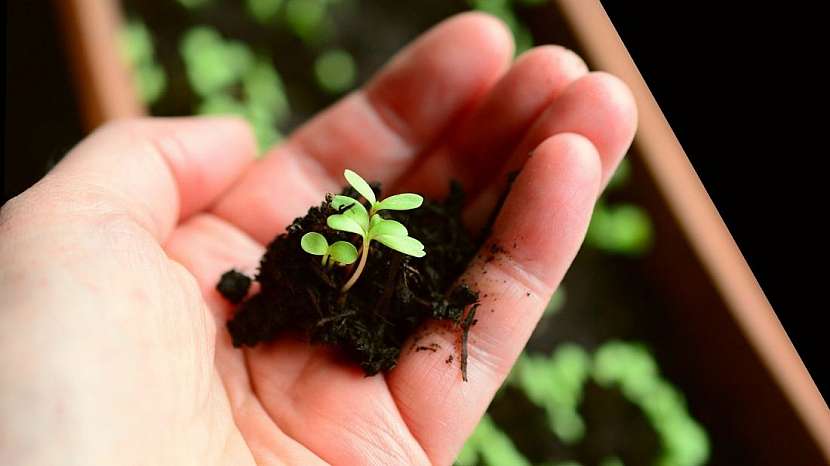 4 rady pro chytré pěstování rostlin doma i na zahradě