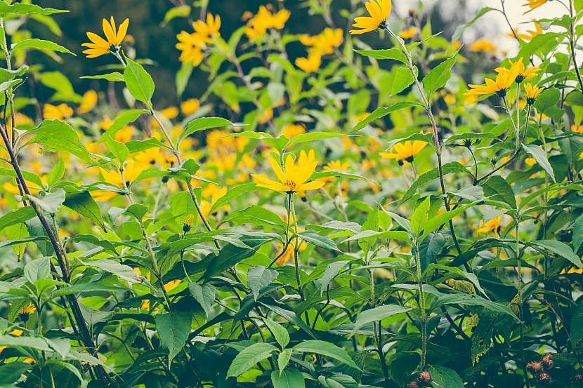 Topinambur patří mezi slunečnice a během vegetační doby krásně kvete