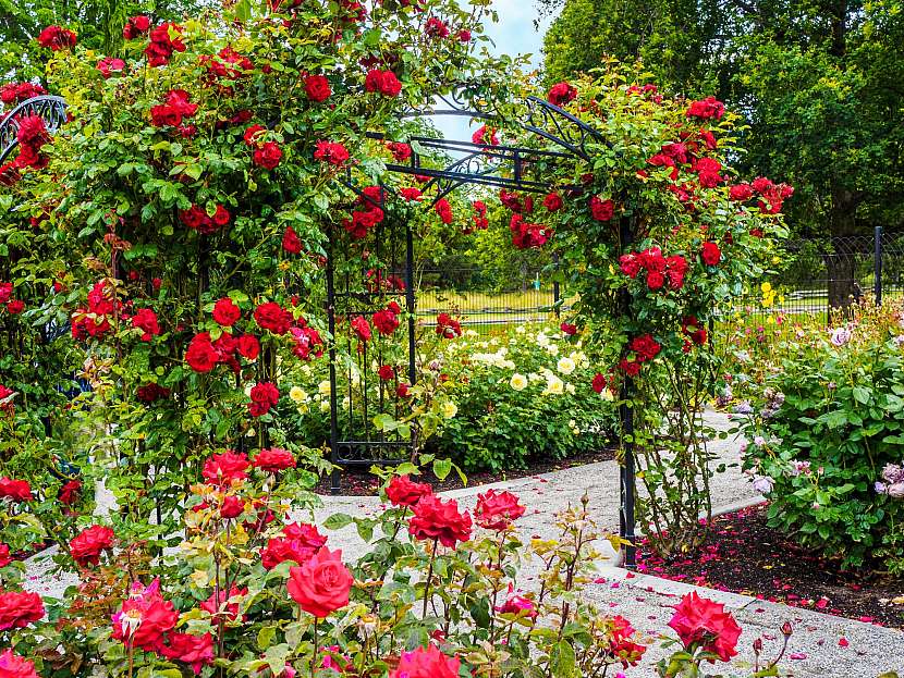 Romantiku jako z pohádky vykouzlí zahradní oblouk obrostlý popínavou růží