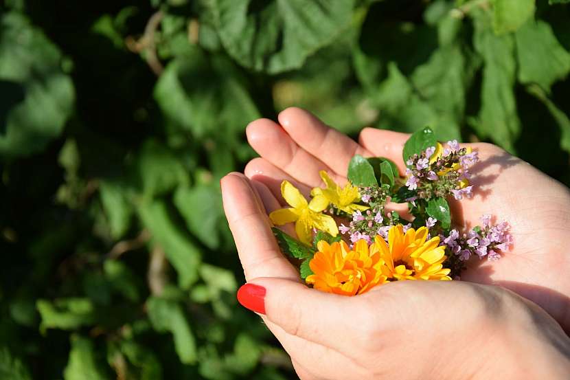 Plánujte na příští rok – jaké jedlé květiny si na zahradu vysadíte na jaře?