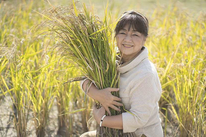 Pěstování rýže je i u nás reálné. Vyzkoušejte to