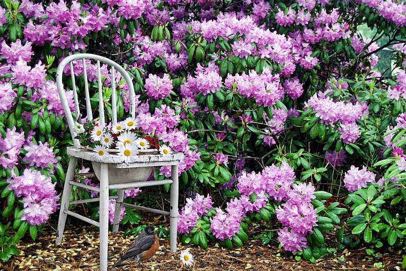 Nápady do zahrady : Ze staré židle květináč